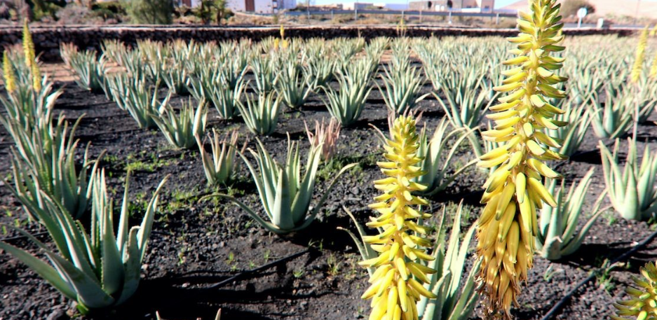 Sabores de Fuerteventura